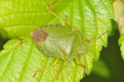 Palomena prasina - Common Green Shieldbug